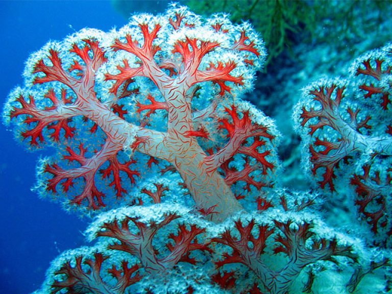 menjangan island coral