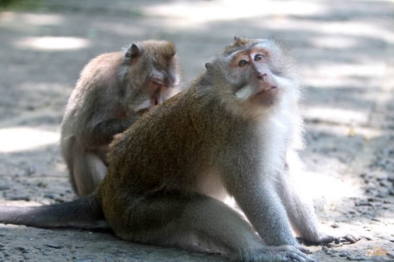 monkey forest 7