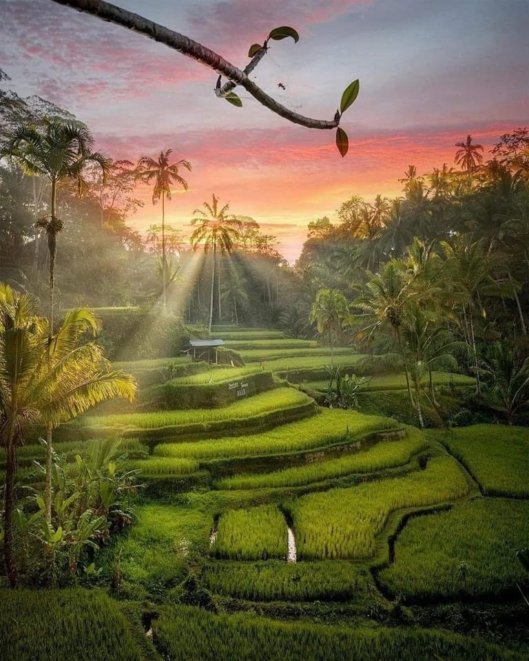 Tegallalang Bali Rice Terrace